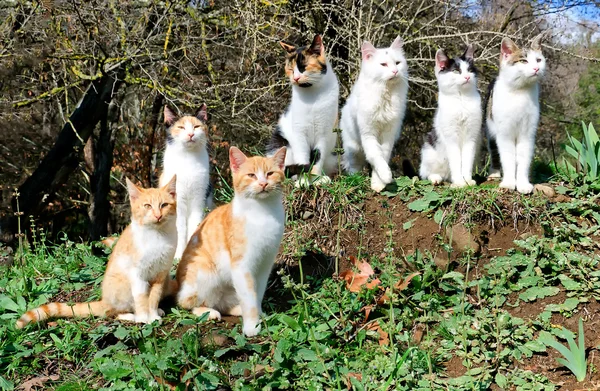 Seven cats sit on a hill