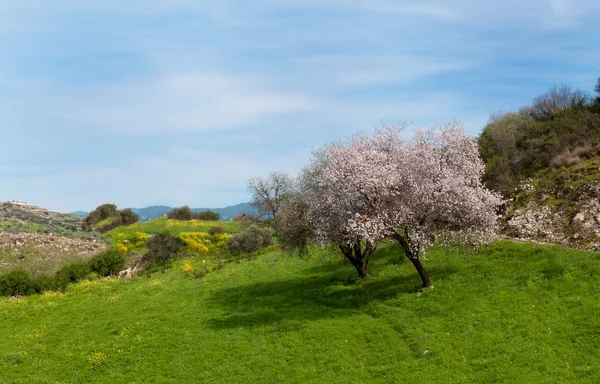 Almond tree at spring, fresh pink flowers on the branch