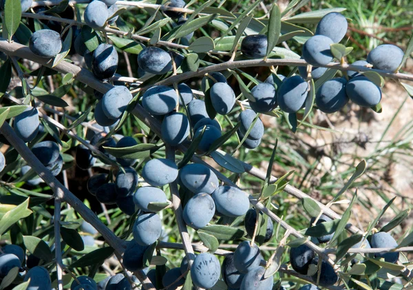 Black olives growing on brach