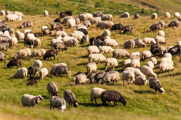 On pastures near mountain peaks Hutsul shepherds herding sheep