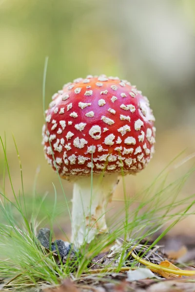 Closeup of a poisonous Amanita mushroom