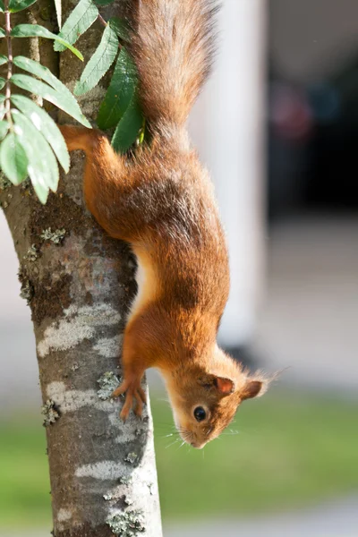 Squirrel climbing down a tree