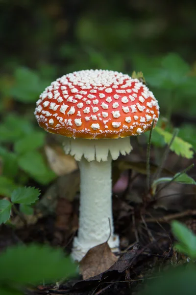 Closeup of a poisonous Amanita muscaria mushroom