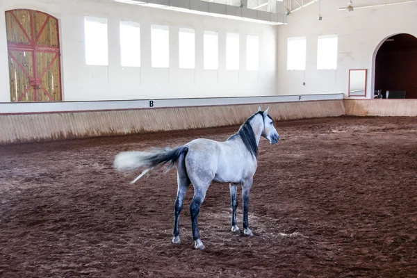 White horse on a muddy arena