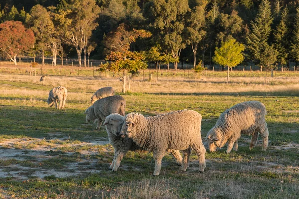 Merino sheep grazing in paddock