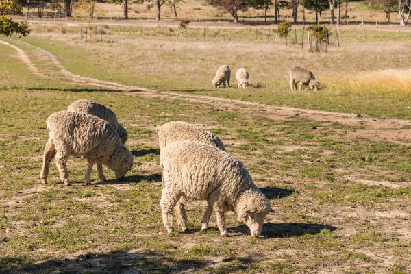 Grazing merino sheep