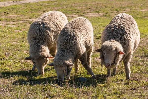 Three grazing merino sheep