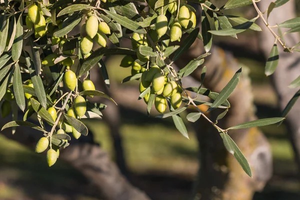 Olive tree with ripe green olives