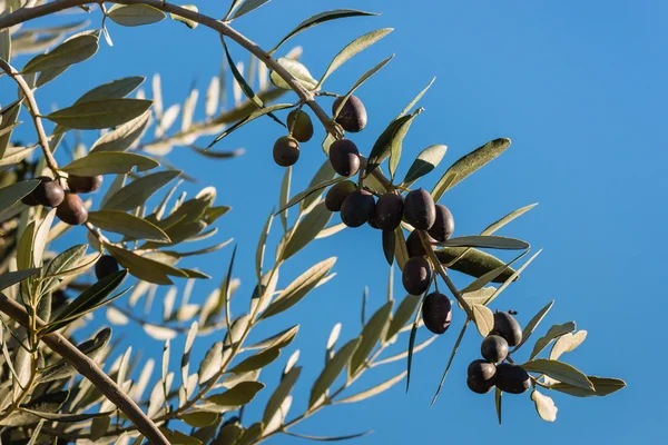 Black olives on tree with copy space