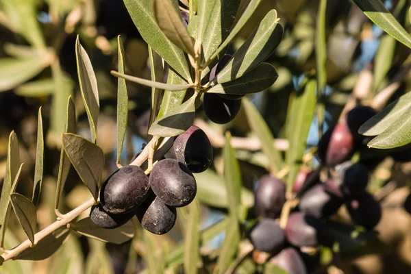 Ripe black olives growing on olive tree branch