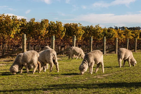 Merino sheep in vineyard in autumn