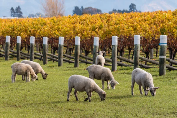 Flock of sheared sheep grazing in vineyard