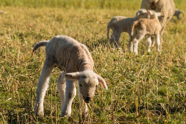 Newborn lamb searching for food