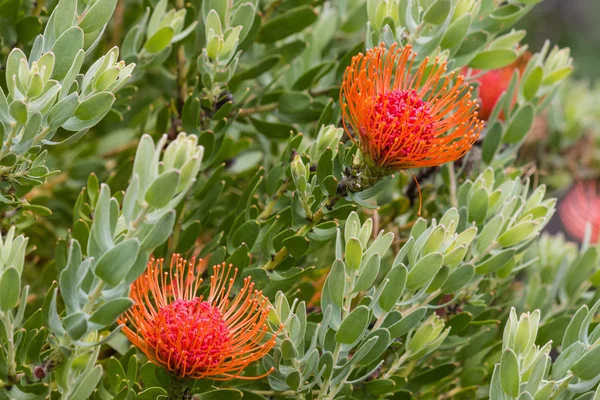 Pincushion protea flowers and leaves