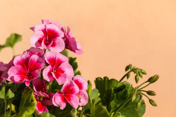 Red and pink pelargonium flowers