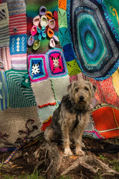 Dog waiting in front of tree covered in yarn bombing