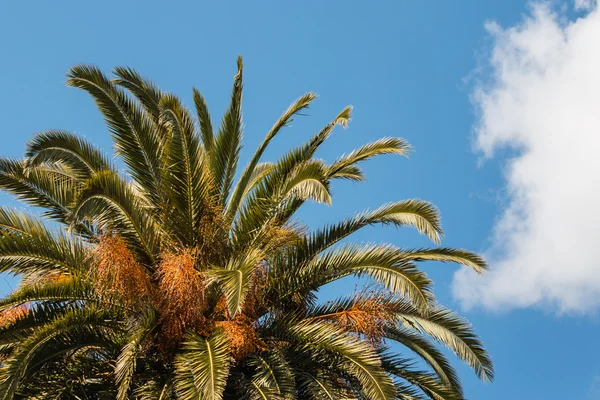 Date palm leaves and fruit