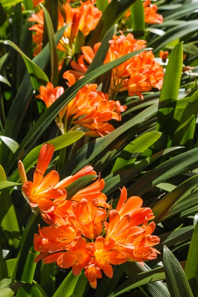 Orange clivia flowers and leaves