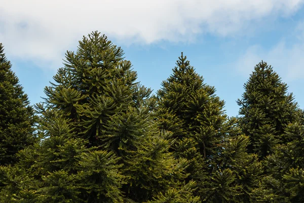Araucaria trees growing in forest