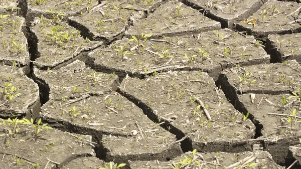 Soil and grass during drought cracks