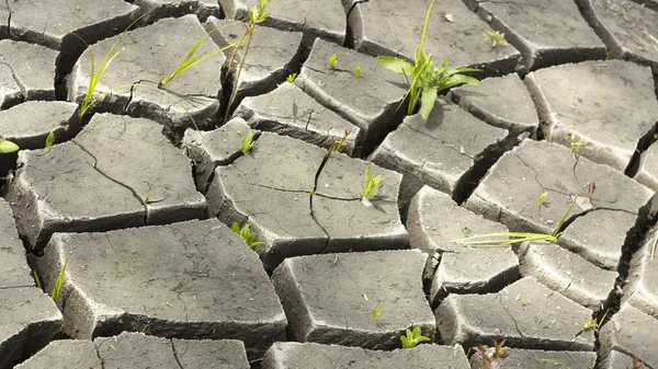 Soil and grass during drought cracks