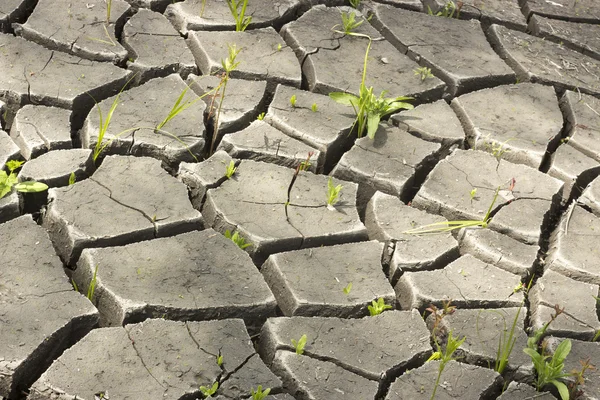 Soil and grass during drought cracks