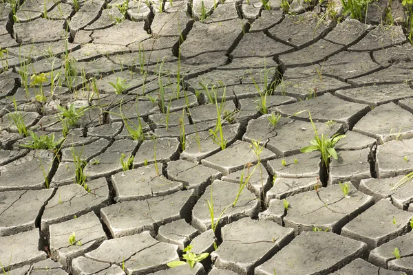 Soil and grass during drought cracks