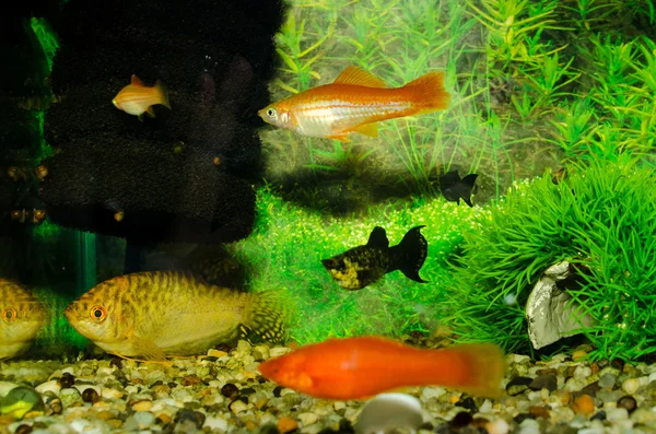 Aquarian small fishes