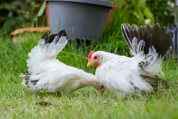 Two white chickens on green grass