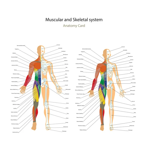 Male and female muscle and bony system charts with explanations. Anatomy guide of human physiology.
