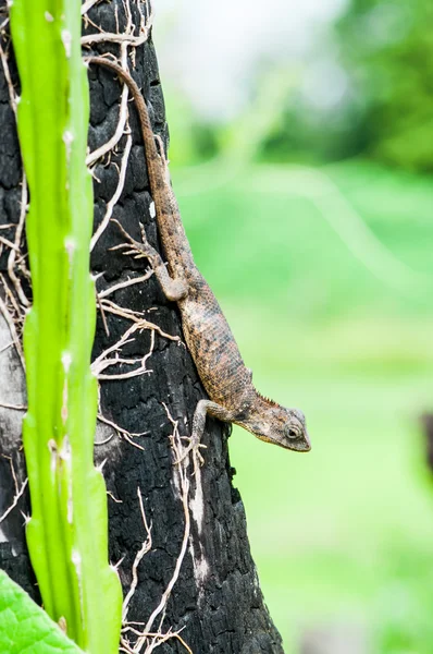 Lizard on tree