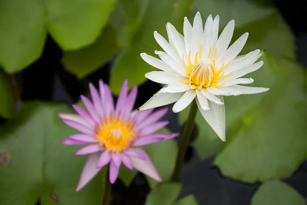Lotus lily white and light purple flowers on pond
