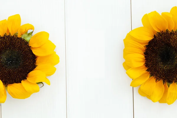 Two sunflowers heads on sides on white wood texture background - with copy space