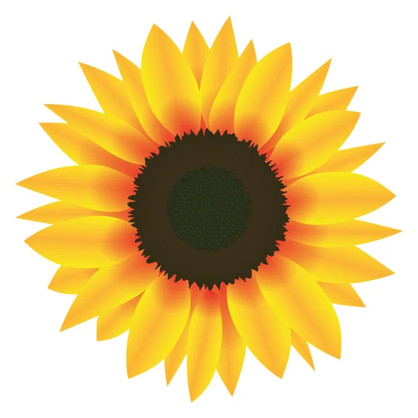 Illustration Vector Graphic Flower Sunflower