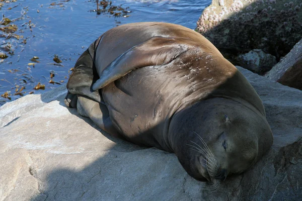 Seal sleeping on the rocks