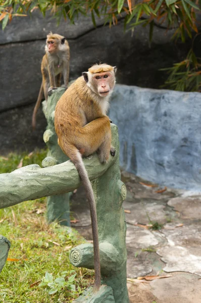 Monkeys are sitting on the wall of the Temple of Golden Buddha in Dambulla, Sri Lanka