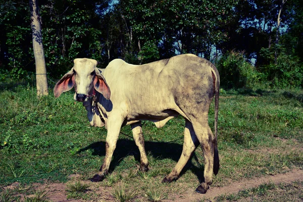 A cow in the field vintage color tone