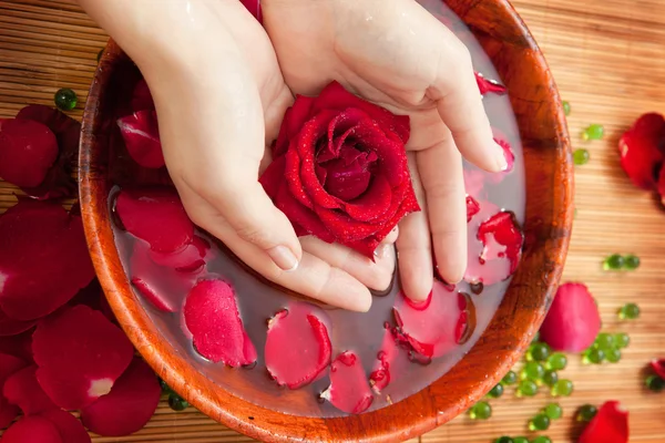 Female Hands in Bowl of Water with Red Rose