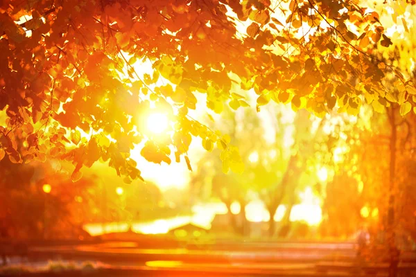 Sun Through Fall Leaves