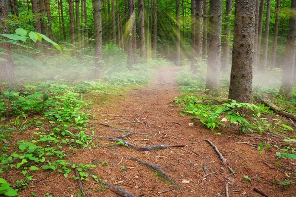 Sun beams and fog on a path in the woods