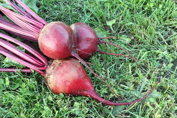 Claret beets lying on a grass in a garden