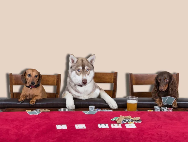 Three Dogs Playing Poker