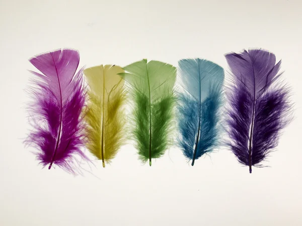 Yellow, pink, purple, green and blue feathers on a white background.