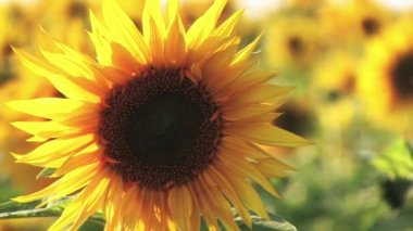 imilar to 84349018 Flower Field in Sunny Day C