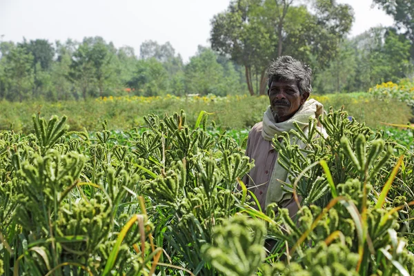 Bangalore, India - November 10, 2013: Proud Indian Farmer in Finger Millet Field in Bangalore Rural.