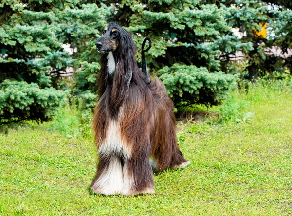 Afghan Hound stands.