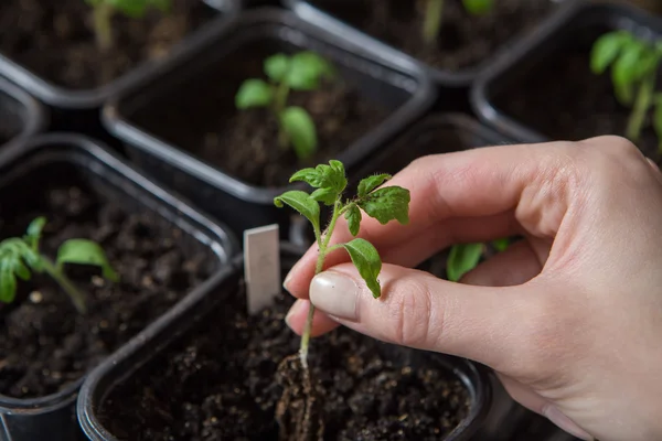 Young tomato seedling