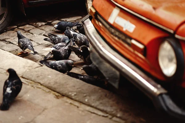 Group of pigeons eating on the road