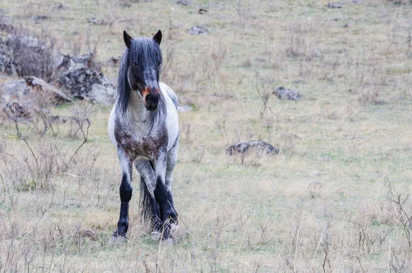 Horses breeding in Altai steppe