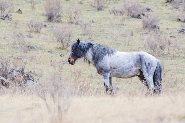 Horses breeding in Altai steppe